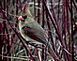 Female Cardinal in a dogwood bush in my yard. Rural Cuba City		 