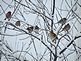 A chorus line of birds wait for their turn at the feeder. Taken Friday after the big snow in my yard by Dawn Pregler.