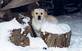 Lab in the woodpile.