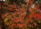 Fall Leaves. Taken Oct 2, 2009  Darlington, Wi by DJM.