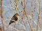 Our state bird, American goldfinch, takes a break on a cold day.. Taken November 10, 2022 John Deere marsh, Dubuque, IA by Veronica McAvoy.