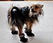 Little Yorkie Liam doesn't like his new boots. Taken February 27th 2010 Benton Wisconsin by Mandi Brenum.