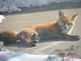 red fox. Taken 01-13-10 behind Luther Manor on Hillcrest by Shirley Behnke.