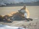 red fox. Taken 01-13-10 behind Luther Manor on Hillcrest by Shirley Behnke.