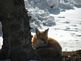 red fox. Taken 01-13-10 behind Luther Manor on Hillcrest by Shirley Behnke.