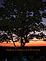 Single tree in the pasture at sunset. Taken Sept 5th 2009 @ 8:00:41pm at the farm South of Dubuque by Juanita.