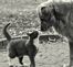 Lily and Louie the cat. Taken March 26, 2011 in my backyard by Stacy Vize.