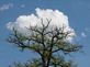 Tree & cloud looks like cotton plant. Taken This summer from my office parking lot by Debbie.