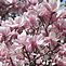 Beautiful pink magnolia blooms. Taken Wednesday in Dubuque by Dawn Pregler.