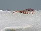 Snakes on Ice. Taken March 14, 2010 in Guttenberg by Beth.
