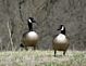 Ganders on guard!. Taken March 18, 2012 Derby Grange Road by Laurie Helling.