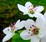 Flowering Pear Tree. Taken March 23, 2012 Guttenberg, IA by Laurie Helling.