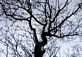 New Leaves Reach for the Sky. Taken March 25, 2012 Clayton County by Laurie Helling.