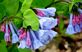 Virginia Bluebells make an early arrival. Taken March 31, 2012 E.B. Lyons Nature Center/Wildflower Garden by Laurie Helling.