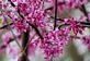 Pretty in Pink--Redbud Tree. Taken March 31, 2012 E.B. Lyons Nature Center by Laurie Helling.