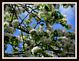 Wild Apple Tree Blossoms. Taken April 8, 2012 Easter Sunday Dubuque County by Laurie Helling.