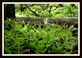 Woodland Ferns Unfurl. Taken April 8, 2012 Dubuque County by Laurie Helling.