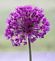 Allium flower stands alone. Taken May 5, 2012 Clayton County by Laurie Helling.