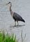 Great Blue Heron Fishing . Taken May 6, 2012 Guttenberg, Ia by Laurie Helling.