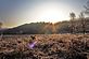 My Golden Retriever (Bear). Taken March 19, 2011 open field at Swiss Valley by Tim Henke.