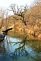 Reflection of tree in water. Taken March 19, 2011 Swiss Valley by Tim Henke.