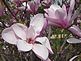 magnolia in bloom. Taken May 8, 2011 McDonald Park by Joanne Sullivan.