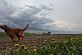 My golden retriever Bear. Taken May 7, 2011 Rural Peosta by Tim Henke.