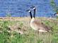 Goose. Taken May 19, 2009 Guttenberg IA by trailblazer.