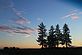 Monastary Road Pine trees at sunrise. Taken May 23, 2011 rural Peosta by Tim Henke.