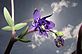 Purple Columbine of the buttercup family with the blue sky. Taken 5-2-12 Yard in Dubuque by Peggy Driscoll.