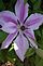Clematis in Bloom. Taken 5-2-12 Yard in Dubuque by Peggy Driscoll.