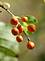 Orange berries resemble little pumpkins, photo by Lorlee Servin of Dubuque.