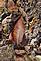 A newly fallen leaf on the path at Swiss Valley Nature Preserve. Photo By Lorlee Servin of Dubuque.