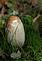 A mushroom stands alone. Photo by Lorlee Servin of Dubuque.