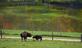 Bison graze on a beautiful fall day. Taken in mid October  south of Dubuque  by Lorlee Servin.