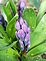 Beautiful signs of Spring.. Taken 03/28/2010 My back yard in Asbury, Iowa by Kimberly Jo Wulfekuhle.