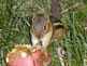 Chipmunk eating an apple.. Taken Sept 2012 Dub.IA back yard by Norm Zimmer.