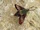 Clearwing Hummingbird Moth. Taken July 18, 2009 Front yard in Dubuque by Carol McClenahan.