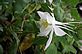 White Columbine in Bloom. Taken 5-11-12 Backyard by Peggy Driscoll.