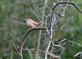 A Carolina wren rests on a branch at Heritage trail.. Taken September 23, 2023 Heritage trail, Dubuque county. by Veronica McAvoy.