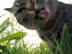 Murphy's grassy snack. Taken spring in rural Dubuque by Barb Miller.