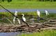 A congregation of great egrets congregate on fallen trees at a pond.. Taken September 13, 2022 Maus park, Dubuque, IA by Veronica McAvoy.