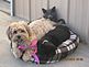 Lucy,our dog,with her two cat buddies all in the same bed getting alittle sun.. Taken in Harpers Ferry,Ia by Dee Storla.