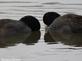 Two heads are better than one--two coots search for food at a pond.. Taken October 24, 2023 Bergfeld pond, Dubuque, Iowa by Veronica McAvoy.