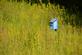 A bird house among the prairie grass. Taken in August at the Bellevue butterfly garden by Lorlee Servin.