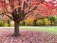 A colorful tree. Taken late October  Bellevue State Park by Lorlee Servin.