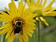 A bee collects pollen from a wildflower, photo by Lorlee Servin of Dubuque.