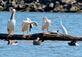 The gang's all here. Pelicans, geese, a turtle and white egret gather together.. Taken August 9, 2023 A.Y. McDonald Park, Dubuque  by Deanna Tomkins.