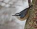 Red-Breasted Nuthatch at peanut feeder.		 