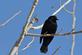 A red-winged blackbird rests on a branch.. Taken March 02, 2023 John Deere marsh, Dubuque, IA by Veronica McAvoy.